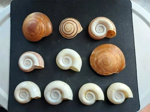 #B400 Mix of 10 attractive all different approx. 40-59mm Sea snail shells - Picture 1 of 2