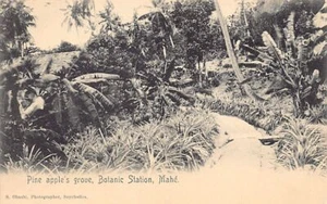 Seychelles - MAHÉ - Pine apple's grove, Botanic Station - Publ. S. Ohashi - Picture 1 of 2