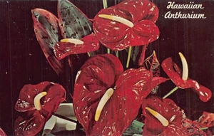 Postal HI: Flores Anthurium hawaianas, sin publicar, años 50 - Imagen 1 de 2