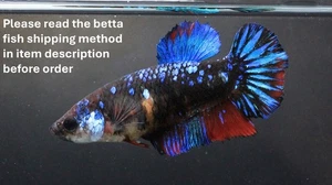 Thai Live Betta Fish Pet Fancy Black Blue Female Girl Quality Rare Plakat Breed - Picture 1 of 18