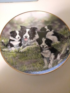 border collie plates