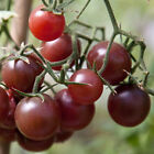 Cherry günstig Kaufen-Chocolate Cherry Tomate 10+ Samen - Seeds - Graines HONIGSÜSS! P 039