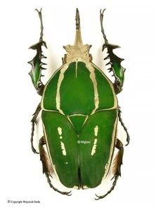 Mecynorrhina torquata poggei 2, riesig 85mm, schön - Bild 1 von 1