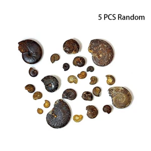5Pcs Ancient Marine Life Fossils Rough Collection Ornament Teaching Specimen* - Afbeelding 1 van 8