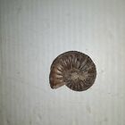 Amaltheus Spinosus Ammonite Fossil Lower Jurrasic West Germany