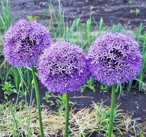 @ (◕‿◕)\\@ Allium globemaster  -  Riesenlauch 18/20 - Bild 1 von 1