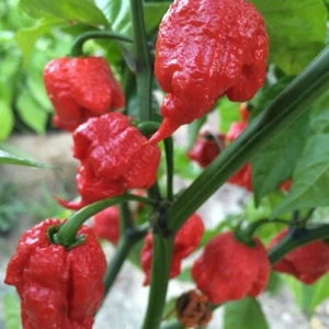 Carolina Reaper Chili 20 BIO SAMEN World's Hottest Ghost Chili Pflanze UK EU - Bild 1 von 1