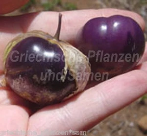 🔥 🍅 TOMATE Tomatillo morado 10 semillas frescas morado/azul delicioso dulce exótico - Imagen 1 de 1