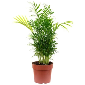 Bergpalme Chamaedorea – Tropische Zimmerpflanze, pflegeleicht, 65 cm hoch, Topf- - Bild 1 von 2