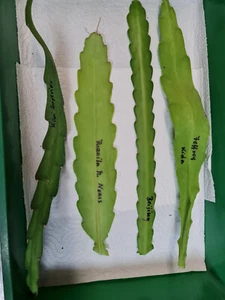 Epiphyllum Blattkakteen Hybride " Epi-PAKET 4 Stück " Blütenfotos im Artikel - Bild 1 von 4