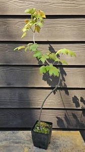 Literati Acer Rubrum - Red Maple Pre bonsai Tree - Live Plant - Picture 1 of 8