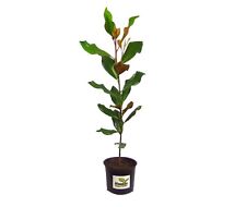Brackens Brown Beauty Southern Magnolia Tree - Live Plant - Full Gallon Pot