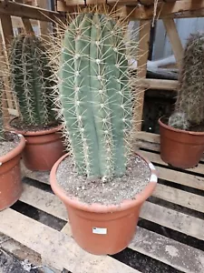 1 x Pasacana Cactus, Premium Quality! Personal Delivery! - Picture 1 of 9