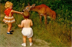 Unposted Post Card Feeding The Deer Algonquin Provincial Park Ontario Canada - Picture 1 of 2