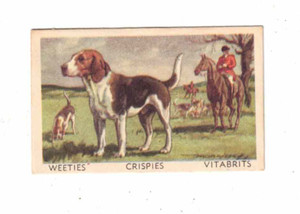 Weeties Trade Card - Favourite Dogs 1949 - No 21 - Fox Hound
