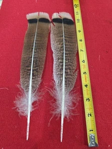 Z79 Pair Hybrid Brown Speckled Turkey Tail Feather - Picture 1 of 1