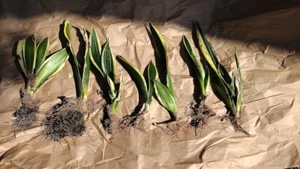 (5) SANSEVIERIA/DRACAENA (MOTHER-IN-LAW-TONGUE), AIR PURIFIER CUTTINGS (10"-14") - Picture 1 of 5