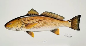 Les McDonald The Texas Over Thirty Club Bull Redfish - Brandneu ungerahmt neuwertig - Bild 1 von 1