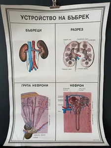 Tablero de pared póster de anatomía médica vintage de los años 70 franqueo gratuito - Imagen 1 de 6