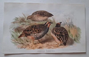 BIRDS INDIA BURMA CEYLON HUME MARSHALL ORNITHOLOGY PRINT CHROMOLITHOGRAPH 1879 - Picture 1 of 1