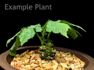 40 Seeds Dorstenia contrajerva, Dorstenia, Moraceae, bulb ,succulent, Caudex - Picture 1 of 12