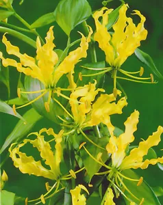 Gloriosa Lutea Ruhmeskrone  1 Rhizom Blumenzwiebeln Flammenlilie - Bild 1 von 1