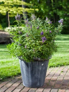Mönchspfeffer `Blue Puffball´ ® Vitex Zwergform - Bild 1 von 3