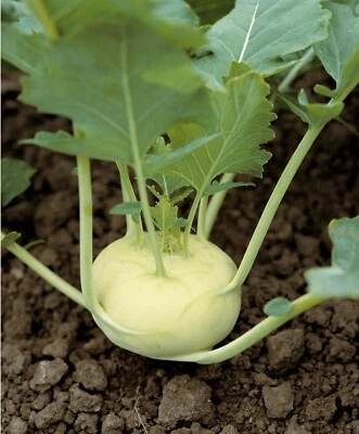 300 Graines de Chou Rave Blanc - légume ancien potager - semences paysannes - Photo 1/3