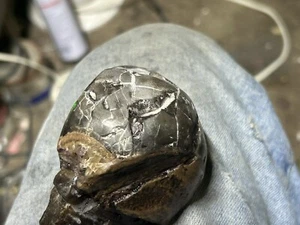 Huevo fósil Dinodagget R.P. Dinodagget - Imagen 1 de 3