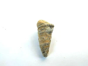 Fossil - Sea Helix 2,0" oder 5,2 cm - Bild 1 von 6