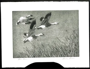 RW22 1955 BUND ENTE BRIEFMARKENDRUCK 1. Auflage scharfes Bild Reg 1800 $ - Bild 1 von 1