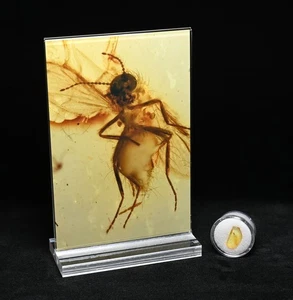 Chironomidae (Mücke), fossiler Insekteneinschluss im baltischen Bernstein - Bild 1 von 7