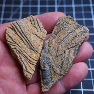 83g Mahoumacrinus sp. Fósil Devónico Crinoide Elegantes Escifocrinitas 659 - Imagen 1 de 4