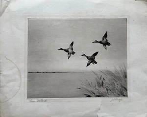 Joseph Day Knap Etching: "Three Mallards" - Picture 1 of 5