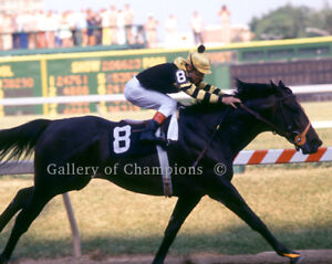 Seattle Slew 1977 Preakness Stakes Photo 8" x 10 - 24" x 30" 