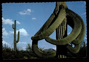Postcard Giant Saguaro Cactus in Desert - Picture 1 of 2