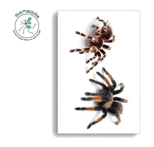 Faketattoos Giftig Spinnen Spinne Gift Horror Halloween einmal Tattoo temporär - Bild 1 von 1