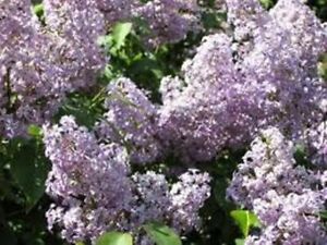 OLD FASHIONED LILAC BUSH PURPLE 1 TO 2 YEARS OLD 6 TO 12 INCHES