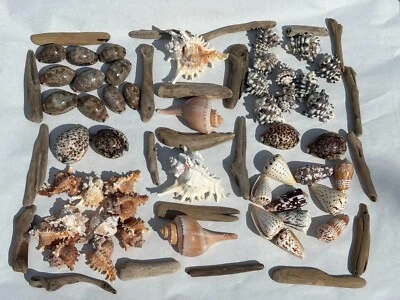 Large Seashells and Driftwood for Crafting, Decor, and Collecting!  5+ pounds! - Image 1 of 4