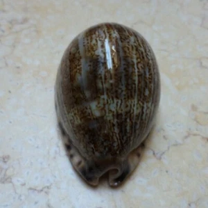 F Cypraea Grayana Red Sea shell Specimen F++++ 56.5 MM super glossy mauritia - Picture 1 of 12