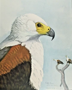 1930 Louis Fuertes stampa aquila di mare africana pubblicazione speciale uccellini abissini - Foto 1 di 8