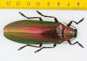 JUWELENKÄFER - BUPRESTIDAE - Megaloxantha concolor (74mm) - Malaysia - 9835 - Bild 1 von 1