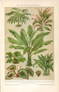 LEAFY PLANTS........Print...1894 - Picture 1 of 1