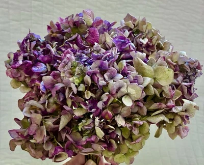 8 Dried Hydrangea Flower Heads Bouquet With Stems Purple Blue- Purple & Green - Image 1 of 4