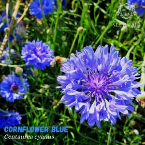50.000 Samen Kornblume BLAU Centaurea cyanus Bienenweide Wildblume CORNFLOWER - Imagen 1 de 5