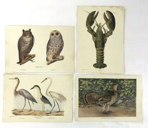Antiguas ilustraciones a color 1905 langosta garza búho perdiz Chandler B. Playa - Imagen 1 de 12