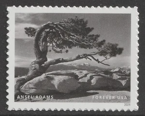 US 5854k Ansel Adams Jeffrey Pine Yosemite Park CA F single MNH 2024 - Picture 1 of 1
