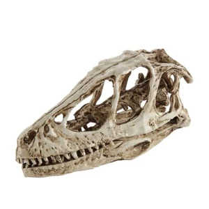 Modello didattico teschio dinosauro modello velociraptor resina fossile teschio dinosauro - Foto 1 di 24