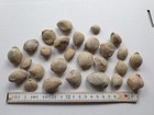 Unpräp. Brachiopoden + Muscheln - Trias - Bliestal (Saarland)-alte Sammlung