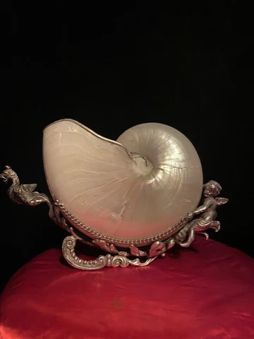 antique curio cabinet Nautilus Shell with a silver base mount Museum Quality Cover